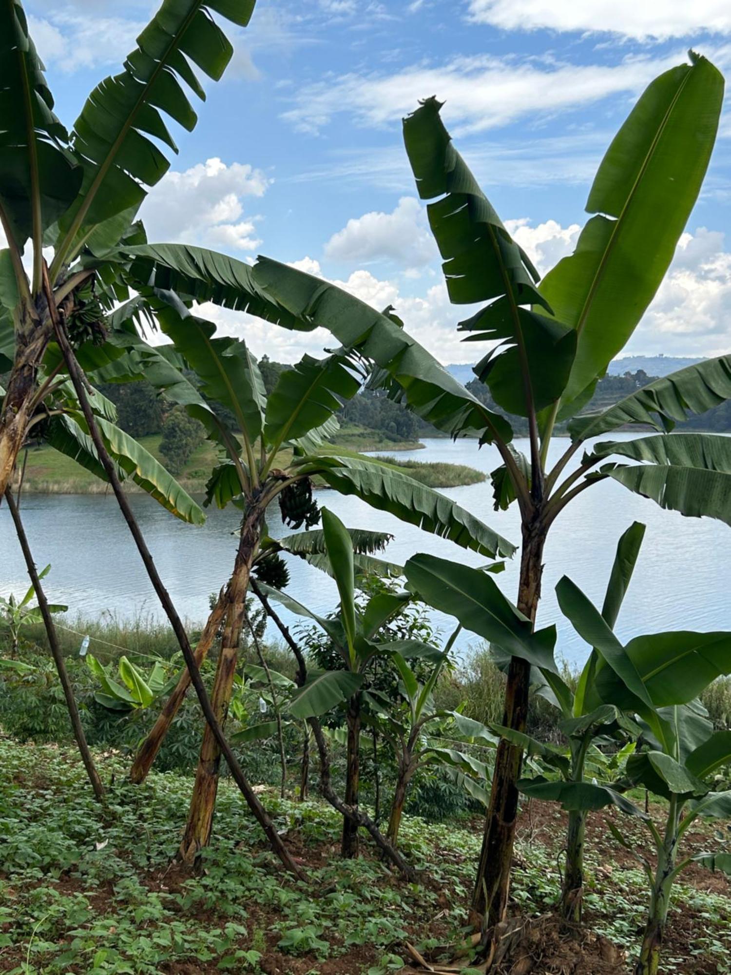 Itambira Island, Seeds Of Hope Kabale Exteriör bild
